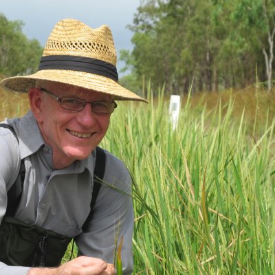 Professor Robert Henry ... Australian wild rice "tastes good and we believe it may have more beneficial health qualities than other rice species”. 